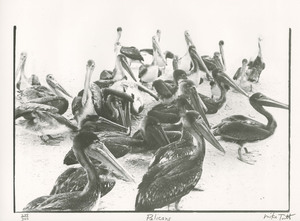 Pilicans print